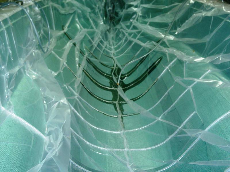 Dbut de l'infusion de la coque